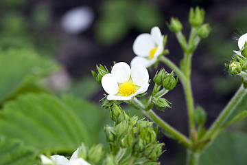 Image showing White strawberry flowers in May