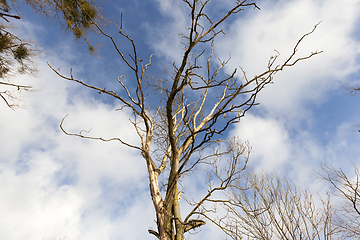 Image showing Tree branches in the snow