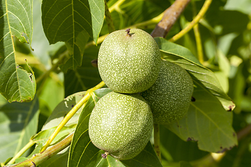 Image showing Walnut on a tree