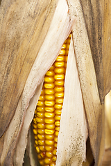 Image showing Mature corn