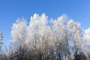 Image showing Frost on the branches of trees