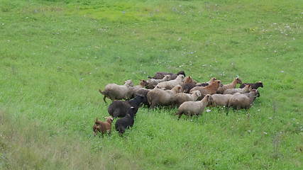 Image showing Group of sheep gazing, walking and resting on a green pasture in Altai mountains. Siberia, Russia