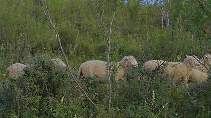 Image showing Group of sheep gazing, walking and resting on a green pasture in Altai mountains. Siberia, Russia