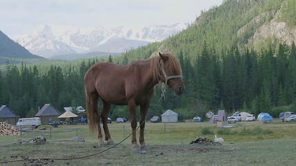 Image showing Horse with foals grazing in a pasture in the Altai Mountains