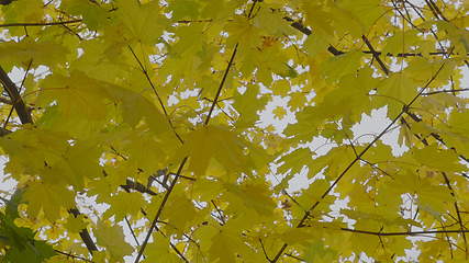 Image showing Autumn leaves falling, natural landscape