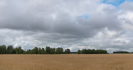 Image showing landscape of wheat field at harvest