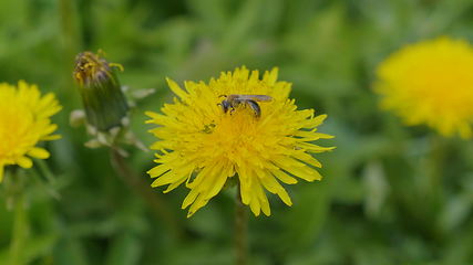 Image showing A bee collecting pollen on a yellow dandelion flowers on a green field