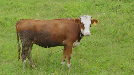 Image showing Young bull-calve grazes on the green field