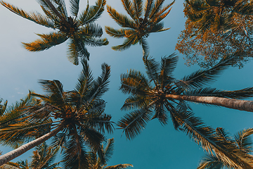 Image showing coco-palm tree against blue sky