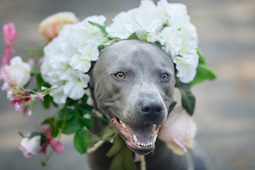 Image showing thai ridgeback dog in flower wreath