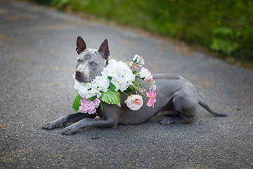 Image showing thai ridgeback dog in flower wreath