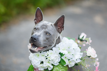 Image showing thai ridgeback dog in flower wreath