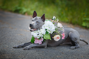 Image showing thai ridgeback dog in flower wreath