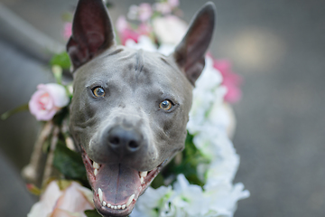 Image showing thai ridgeback dog in flower wreath