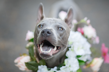 Image showing thai ridgeback dog in flower wreath