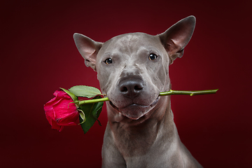 Image showing dog holding rose in mouth