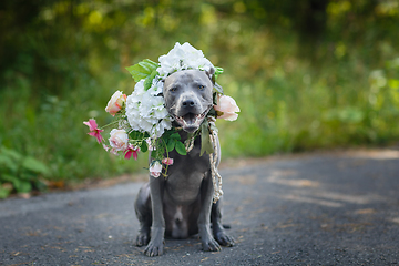 Image showing thai ridgeback dog in flower wreath