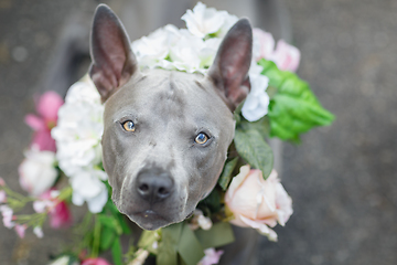 Image showing thai ridgeback dog in flower wreath