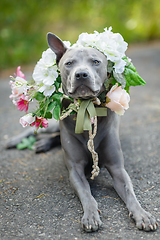 Image showing thai ridgeback dog in flower wreath