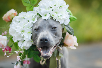 Image showing thai ridgeback dog in flower wreath