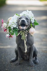 Image showing thai ridgeback dog in flower wreath