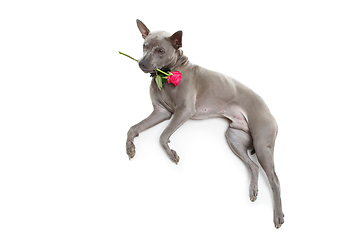 Image showing dog in bowtie holding rose in mouth