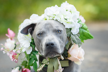 Image showing thai ridgeback dog in flower wreath