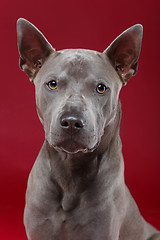 Image showing thai ridgeback dog on red background