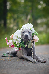 Image showing thai ridgeback dog in flower wreath