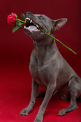 Image showing dog holding rose in mouth