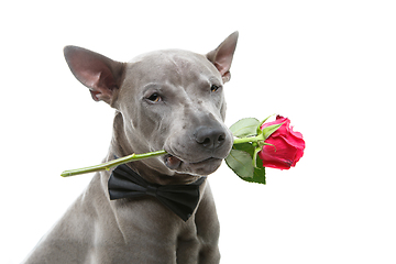 Image showing dog in bowtie holding rose in mouth