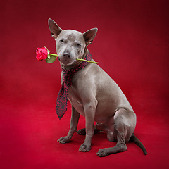 Image showing beautiful thai ridgeback dog in tie holding rose flower