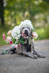 Image showing thai ridgeback dog in flower wreath