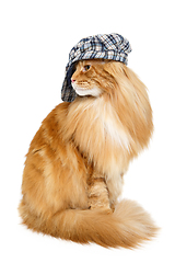 Image showing beautiful maine coon cat in hat