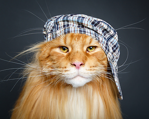 Image showing beautiful maine coon cat in hat