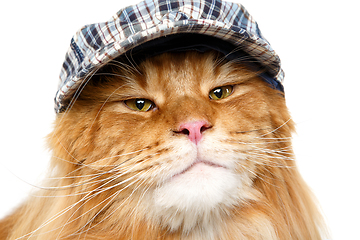 Image showing beautiful maine coon cat in hat