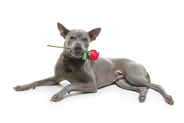 Image showing dog in bowtie holding rose in mouth