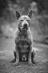 Image showing thai ridgeback dog outdoors