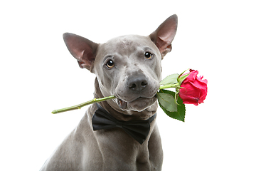 Image showing dog in bowtie holding rose in mouth