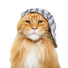 Image showing beautiful maine coon cat in hat