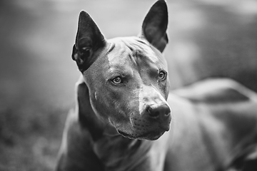 Image showing thai ridgeback dog outdoors