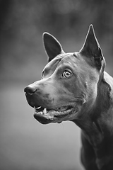 Image showing thai ridgeback dog outdoors