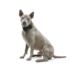 Image showing beautiful thai ridgeback dog in bow tie