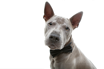 Image showing beautiful thai ridgeback dog in bow tie