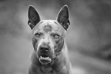 Image showing thai ridgeback dog outdoors