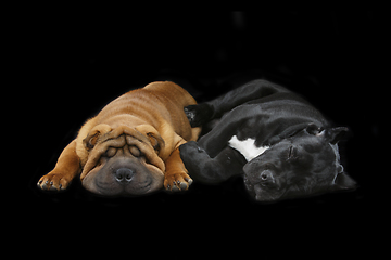 Image showing beautiful two puppy dogs sleeping