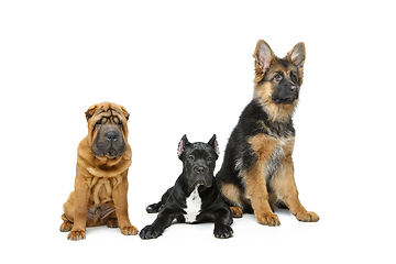 Image showing beautiful three puppy dogs