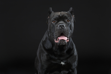 Image showing beautiful cane corso dog