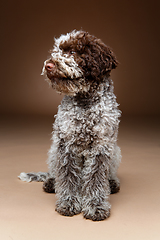 Image showing beautiful brown fluffy puppy