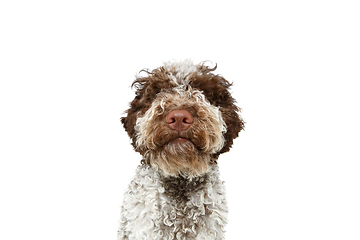 Image showing beautiful brown fluffy puppy